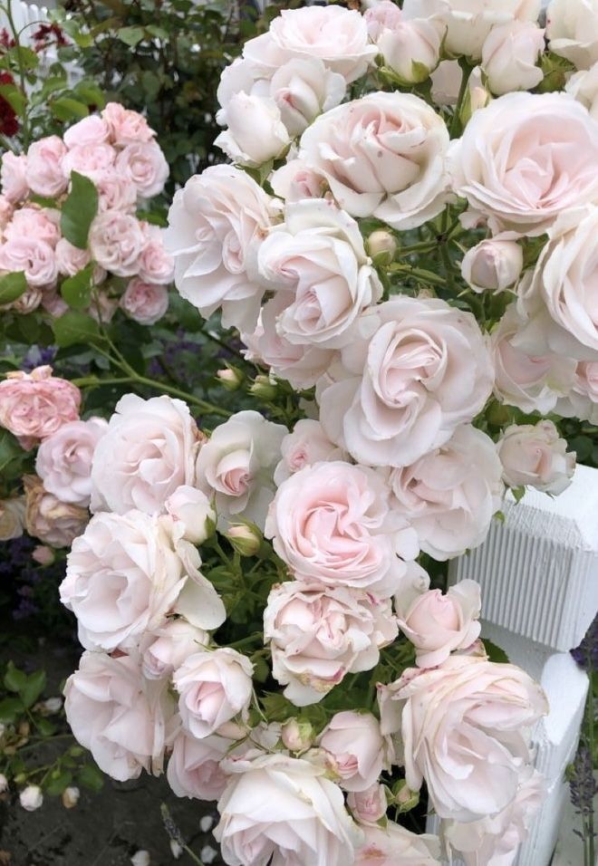 softdeIicacy's tweet photo. pink roses. https://t.co/HRCOuNYNrA