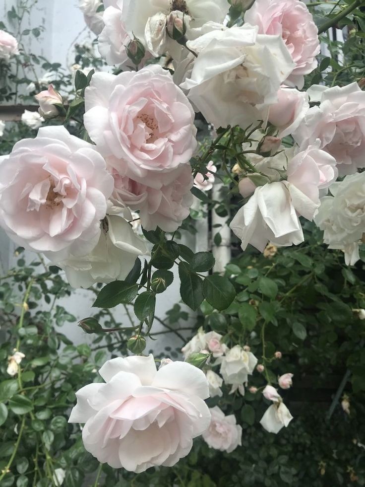 softdeIicacy's tweet photo. pink roses. https://t.co/HRCOuNYNrA