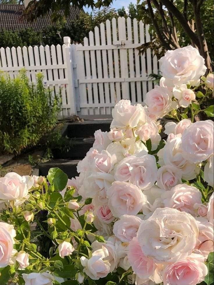 pink roses.