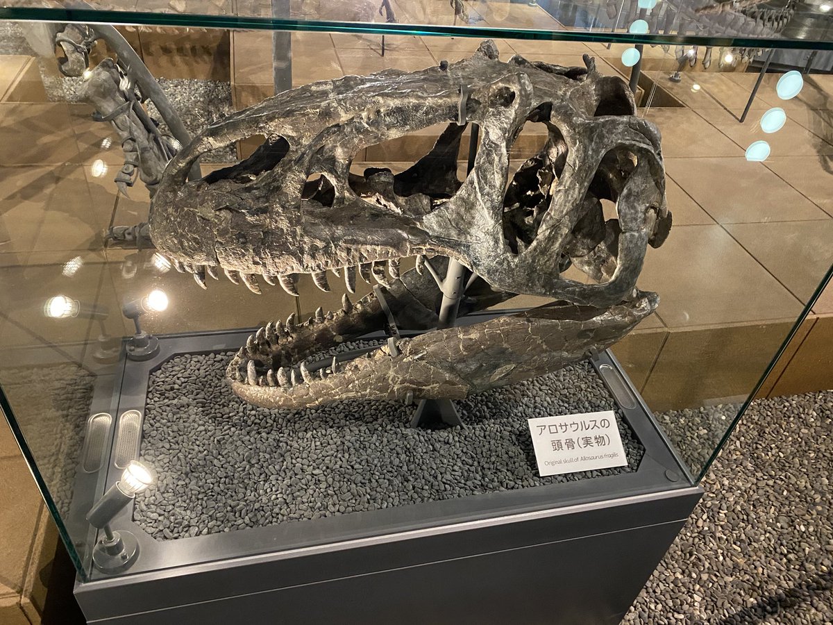 mstfagol's tweet photo. Vesileyle Japonya’nın Fukui şehrindeki dinozor müzesiyle ilgili birkaç bilgi aktarayım. Yüzölçümü nispeten küçük bi ada ülkesi olmasına rağmen çok sayıda dinozor fosili bulunmuş ve birçoğu müzenin de yer aldığı Fukui’de. Öyle ki Fukuiraptor, Fukuipteryx gibi türlere ismini vermiş https://t.co/iOxWunyKHy