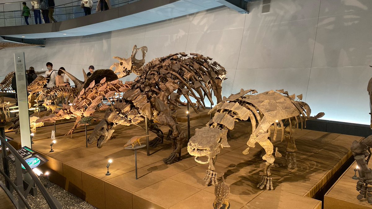 mstfagol's tweet photo. Vesileyle Japonya’nın Fukui şehrindeki dinozor müzesiyle ilgili birkaç bilgi aktarayım. Yüzölçümü nispeten küçük bi ada ülkesi olmasına rağmen çok sayıda dinozor fosili bulunmuş ve birçoğu müzenin de yer aldığı Fukui’de. Öyle ki Fukuiraptor, Fukuipteryx gibi türlere ismini vermiş https://t.co/iOxWunyKHy