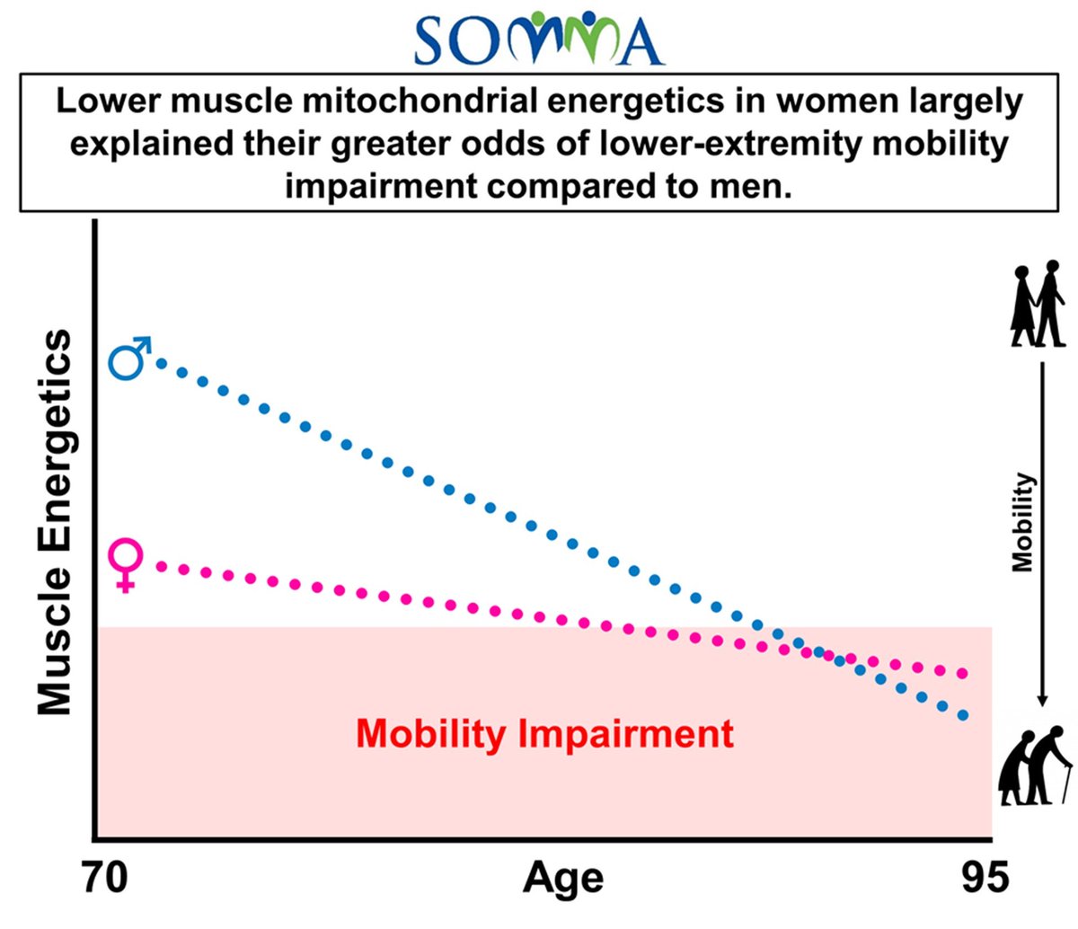 Skeletal muscle energetics explain the sex disparity in mobility impairment in the Study of Muscle, Mobility and Aging (SOMMA)

👉Women had lower muscle mitochondrial energetics compared to men, which largely explain their greater odds of lower-extremity mobility impairment.