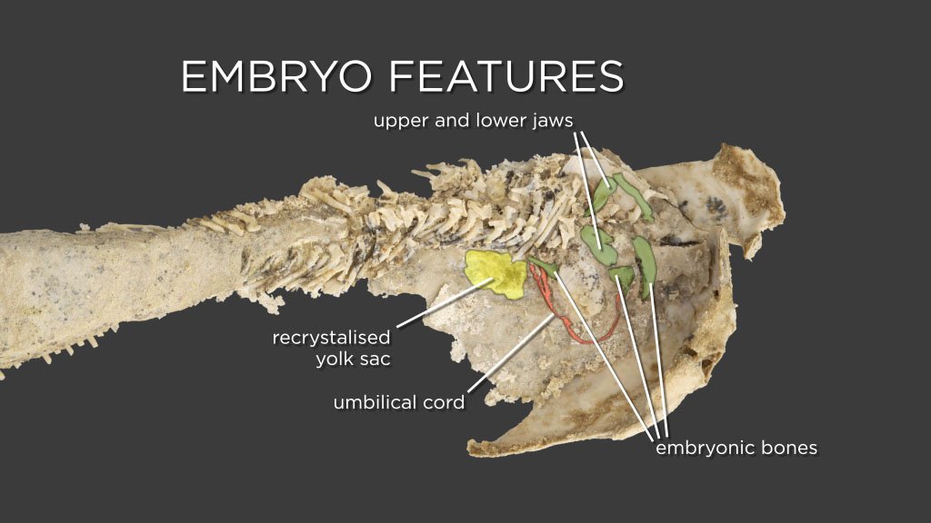 So today I learned, not only was there a Placoderm (Materpisces) that gave birth to live young, the fossil comes complete with both Yolk Sac AND umbilical cord! Fascinating! (Art by Entelognathus)