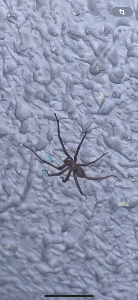 deepsways's tweet photo. @Arachno_Cosas Hola! Podrías ayudarme a identificar esta especie?  La Ubicación es Madrid, España 🇪🇸 encontrada en una casa. Gracias!! https://t.co/MWQua4VtyG