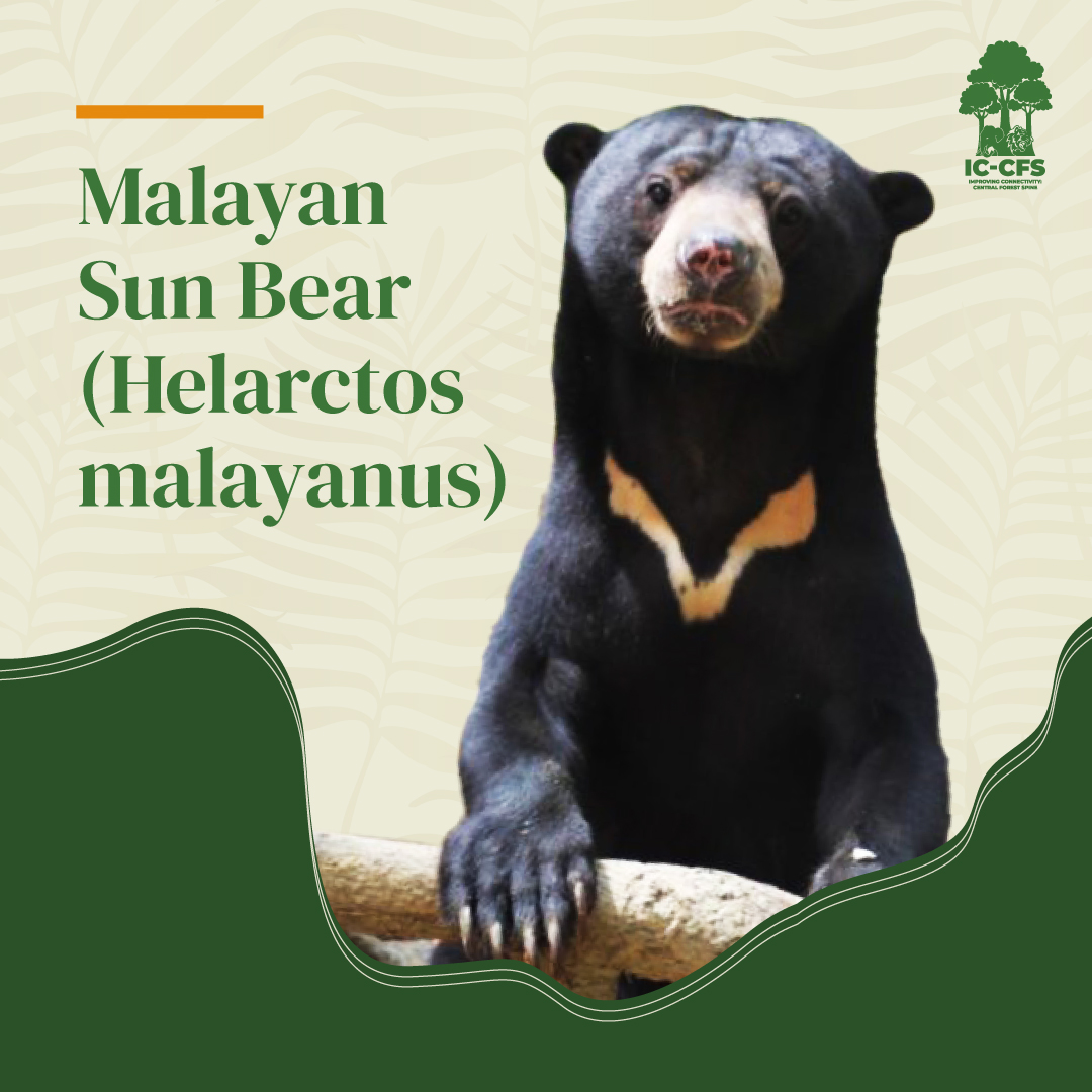 IC-CFS Malaysia tweet media