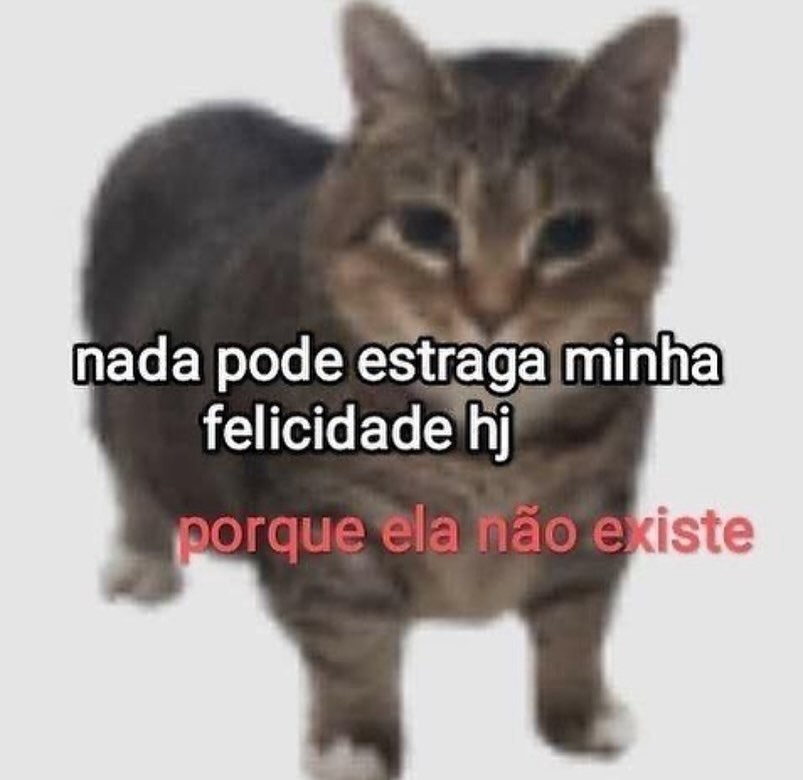 perfil dedicado a gatinhos e peitos (@odeiootaco) on Twitter photo 