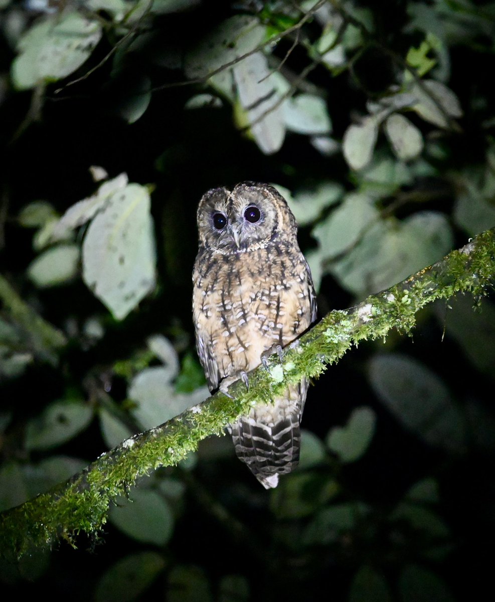 #1375 Himalayan Owl

Happy to see this bird!! 

#dailypic #IndiAves #TwitterNatureCommunity #birdwatching #BirdsSeenIn2023 #ThePhotoHour #BBCWildlifePOTD #natgeoindia
