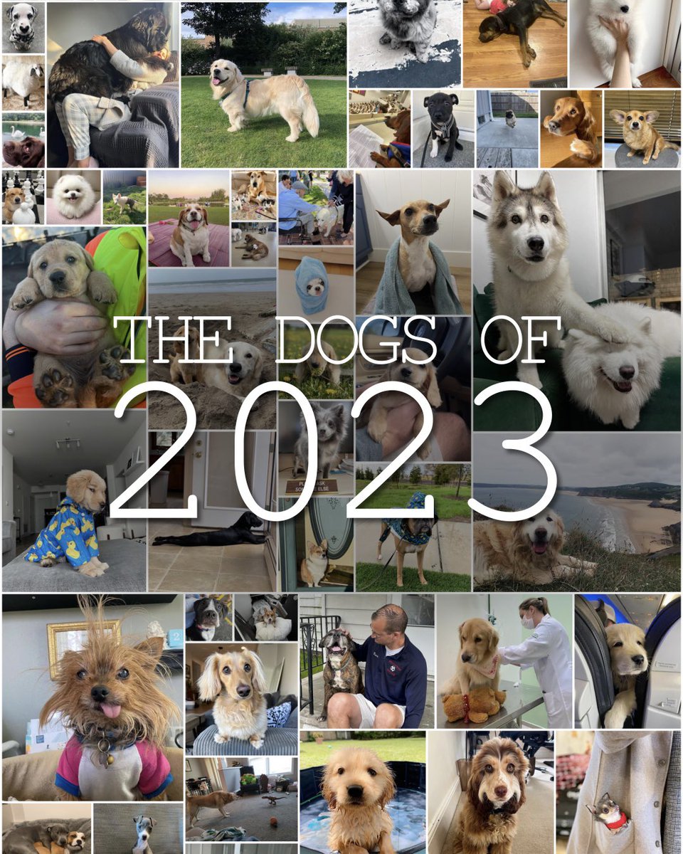Our year-in-review video comes out tomorrow! I’m pretty sure the dogs were good again but you’ll have to wait and see…