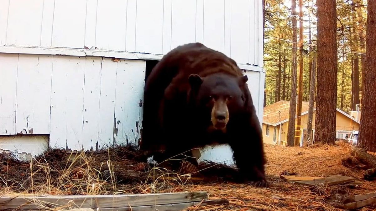 Man chases squatting black bear from crawlspace with a paintball gun fox2detroit.com/news/man-chase…