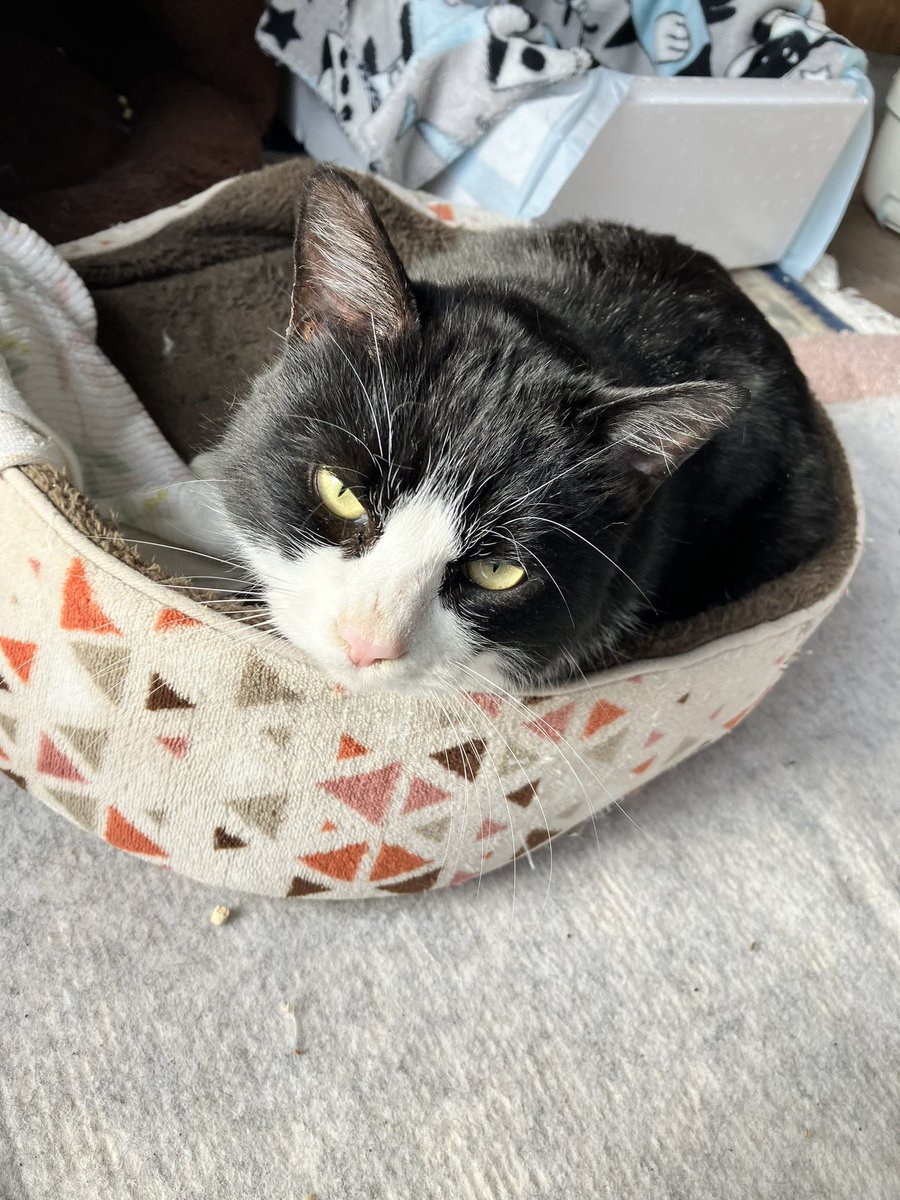 kimigoyaneko's tweet photo. 函館で猫探してる人いませんか？
猫逃げた方いませんか
とても人懐っこくて、ブラシするとお腹見せます。
足に絡みついてきます。
飼われてた可能性あるかもしれません。 https://t.co/ija85VuvJJ