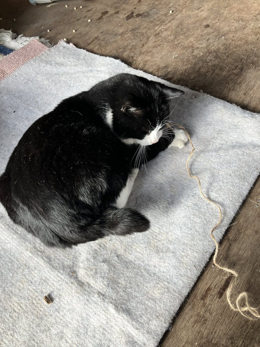 kimigoyaneko's tweet photo. 函館で猫探してる人いませんか？
猫逃げた方いませんか
とても人懐っこくて、ブラシするとお腹見せます。
足に絡みついてきます。
飼われてた可能性あるかもしれません。 https://t.co/ija85VuvJJ