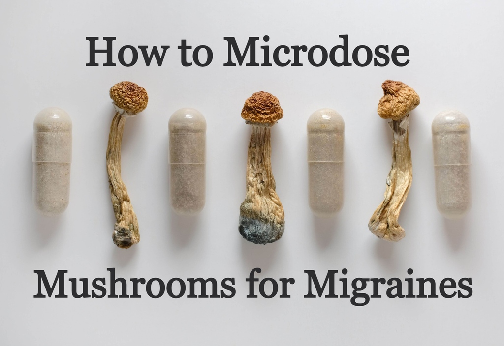 🌟 Big News from Our Blog! 🌟

📈 We've been working tirelessly to enhance the quality and consistency of our blog, and we're thrilled to share the results with you! Let us know want us to write about next!

#microdosing #shrooms #microdosingmushrooms #microdose #goldenteacher ⁠