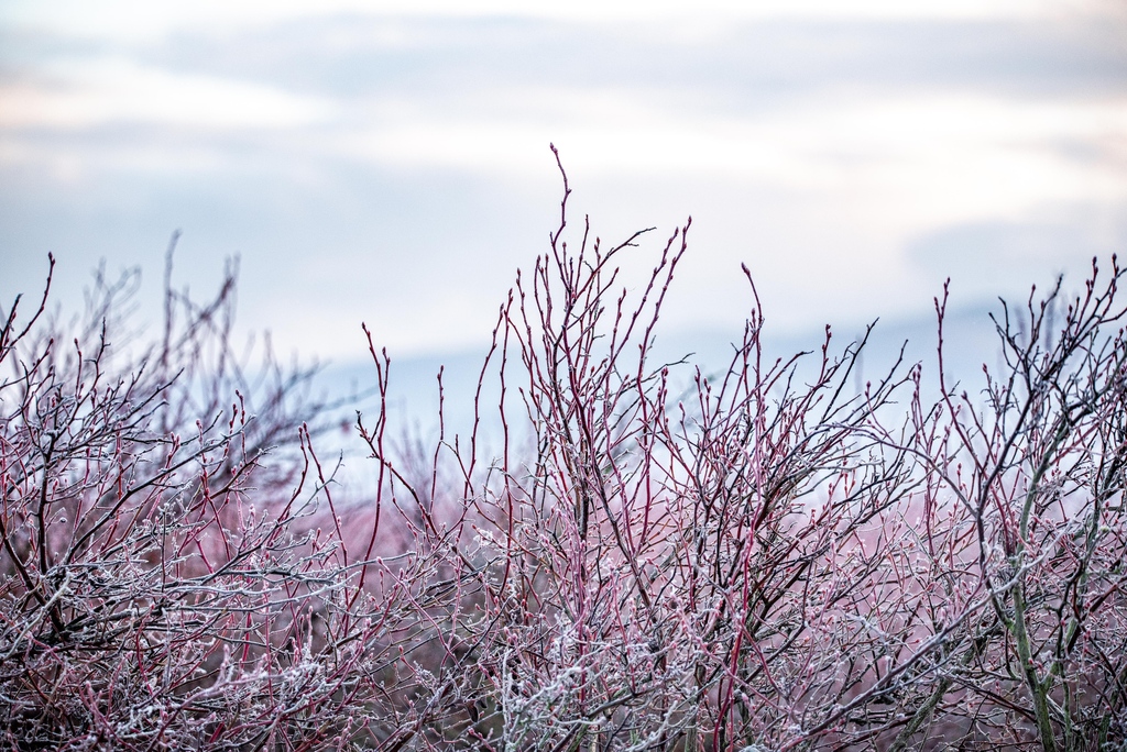 These frosty stalks are a beautiful sight with their crimson red color in winter. Just for fun, can you guess this colorful #SkagitGrown crop? 

#magicskagit #skagitgrown #genuineskagitvalley