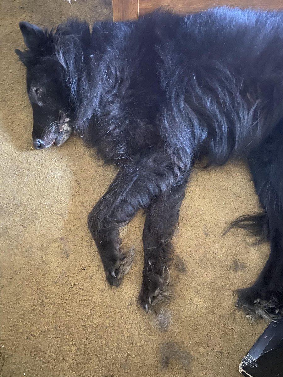 My big Belgian Shepherd 'Feeney' not liking the hot weather, watch him jump when I bath him