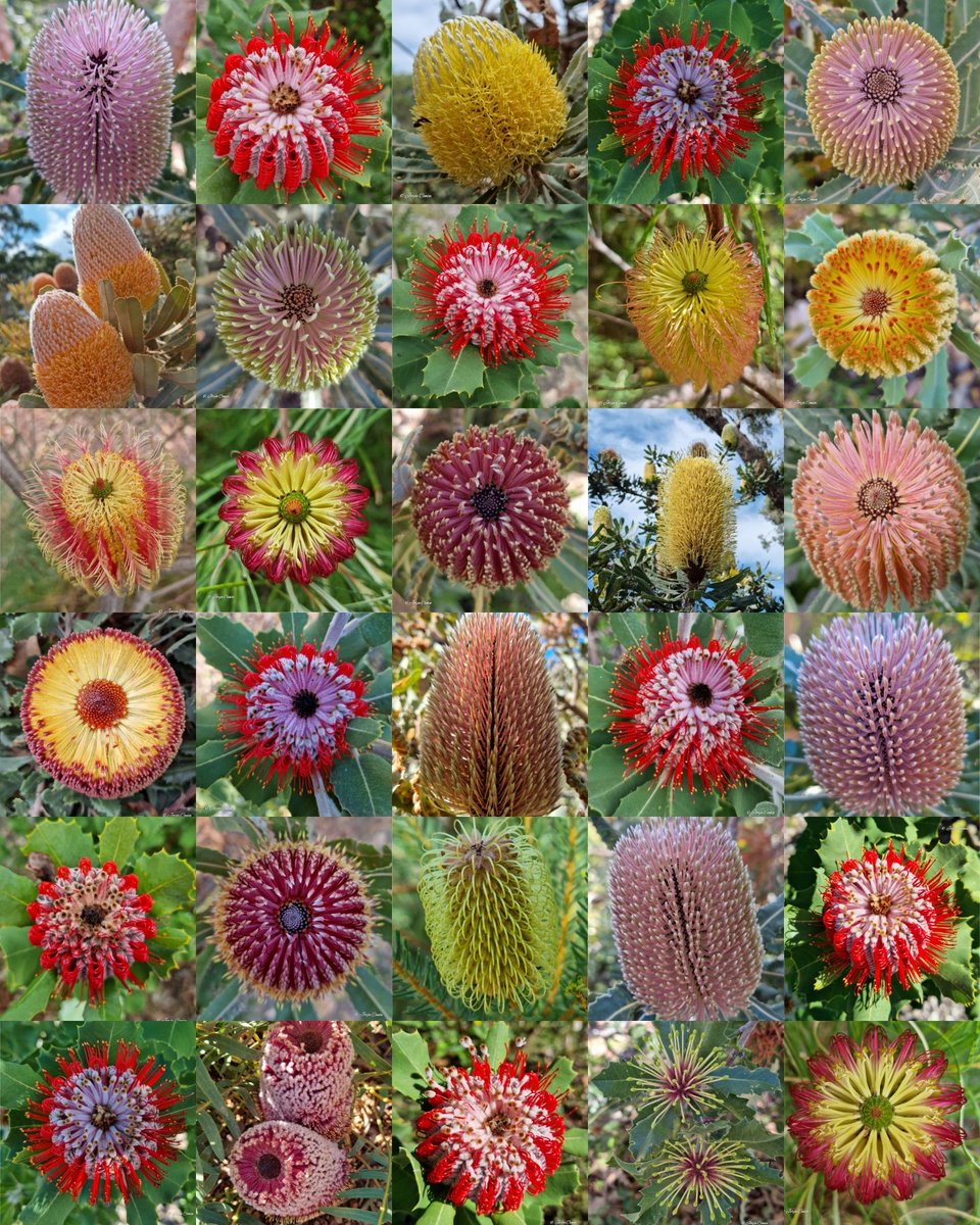 Some of my favourite 2023 Banksia photos 😍 #flowersonfriday #wildflowerhour #beautiful #flowers