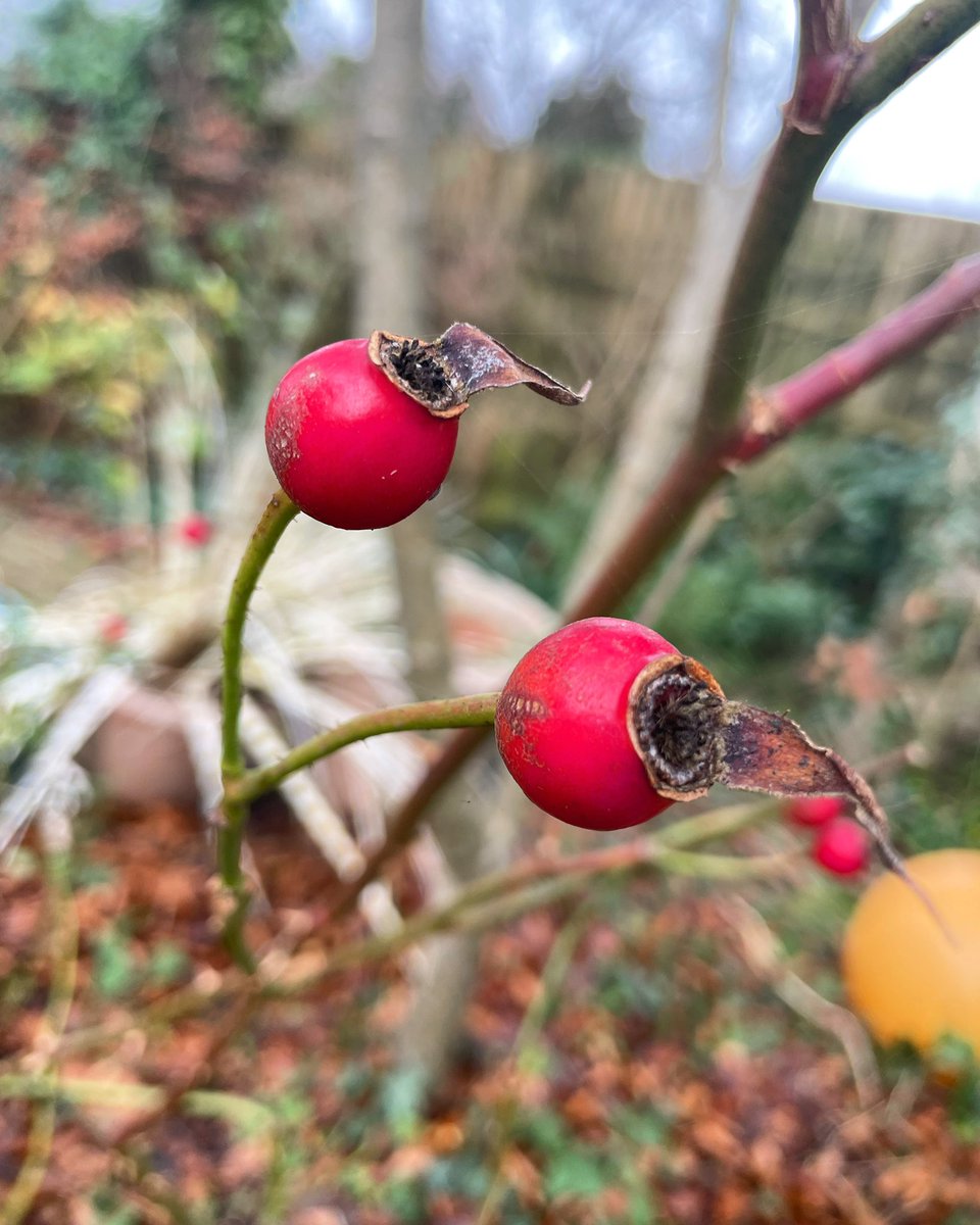 Stifyn1's tweet photo. A moment on the hips #hadau #garden #rosehip #naturephotography #winter #friday #december https://t.co/NRY4YFX4pM