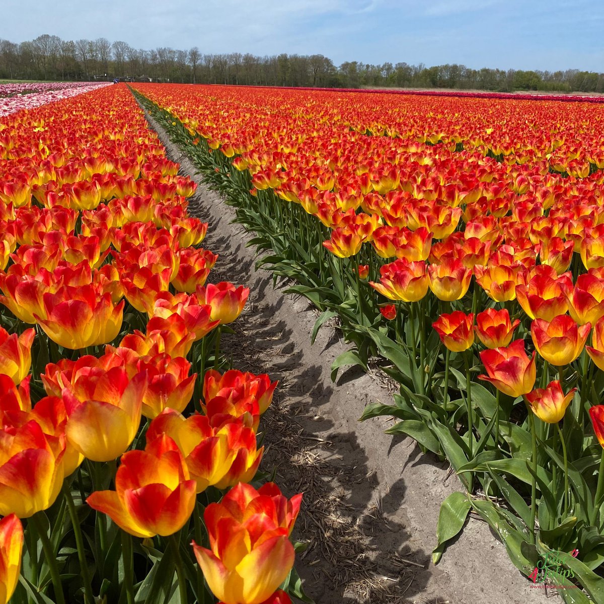 time4tulips's tweet photo. 🌷Catching some sun 🌞 that's what we would like to do today! Tulip Suncatcher, she has large petals with beautiful spring colors.
#time4tulips #suncatcher #flowersonfriday #favoriteshot #GardeningX https://t.co/uDjtg7DIVW