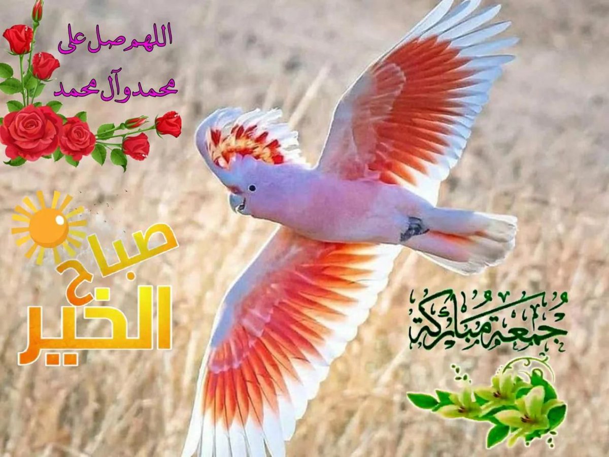 احمد الساعدي (@ak1v3eeqbgrbq6o) on Twitter photo 