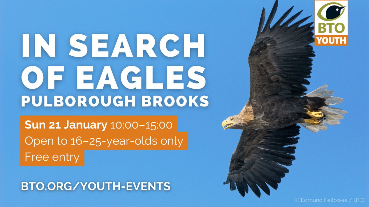 Join the #BTOYouth team for a talk and walk in search of White-tailed Eagles! 🦅 @MyaBambrick1, @FinchleyBirder and Georgie guide you around Pulborough Brooks @Natures_Voice reserve to teach you all about these phenomenal birds. 🌳 Free tickets here: bit.ly/48lhz4c