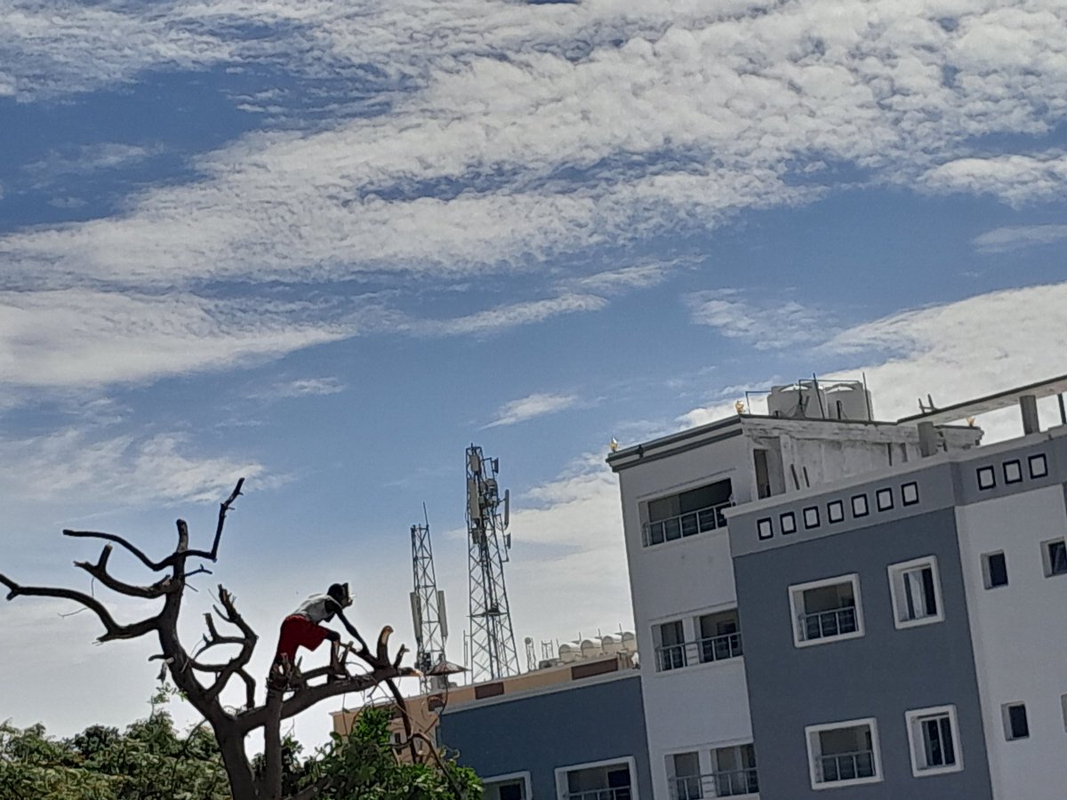 MHishMO's tweet photo. Xeer ilaaliyo geedaha iyo dhirta muqdisho ku taal ma jiro miyaa?

Geedkaan sida ninkaan uu ka dhigay bal daya!.

#Somalia
#SaveThePlanet 
#trees https://t.co/W01y7lWHs1