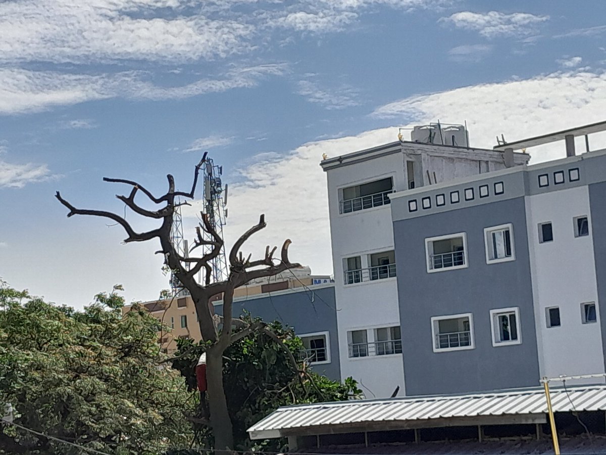 Xeer ilaaliyo geedaha iyo dhirta muqdisho ku taal ma jiro miyaa?

Geedkaan sida ninkaan uu ka dhigay bal daya!.

#Somalia
#SaveThePlanet 
#trees