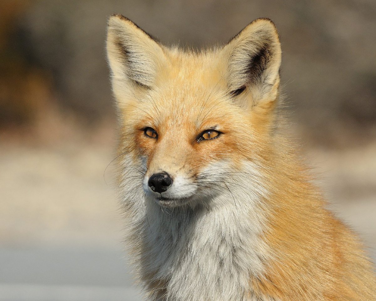 Hourlyfoxes tweet media