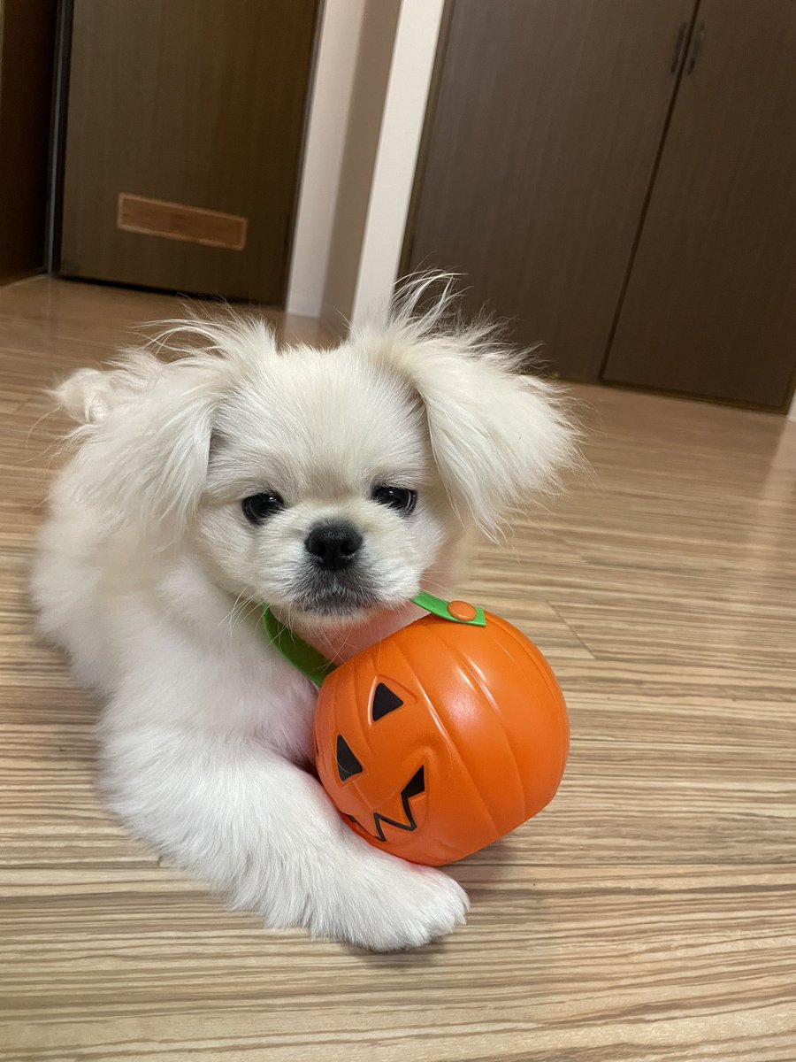 ruapple82's tweet photo. 家族になってもう少しで1ヶ月。
引越しも無事終わってめちゃくちゃ忙しかった。
彼女の癌も転移はなく、手術後経過観察になってまず一安心。 https://t.co/WnFQumm37J