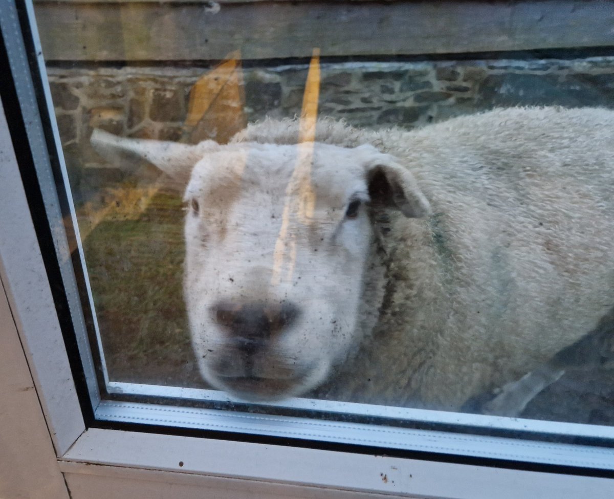 Erm...excuse me, I can't reach the handle, could you let me in please? 💙😂

#animalsanctuary #sheep365 #texelsheep #nonprofit #amazonwishlist #foreverhome #animallovers #sheep4life

amazon.co.uk/gp/registry/wi…