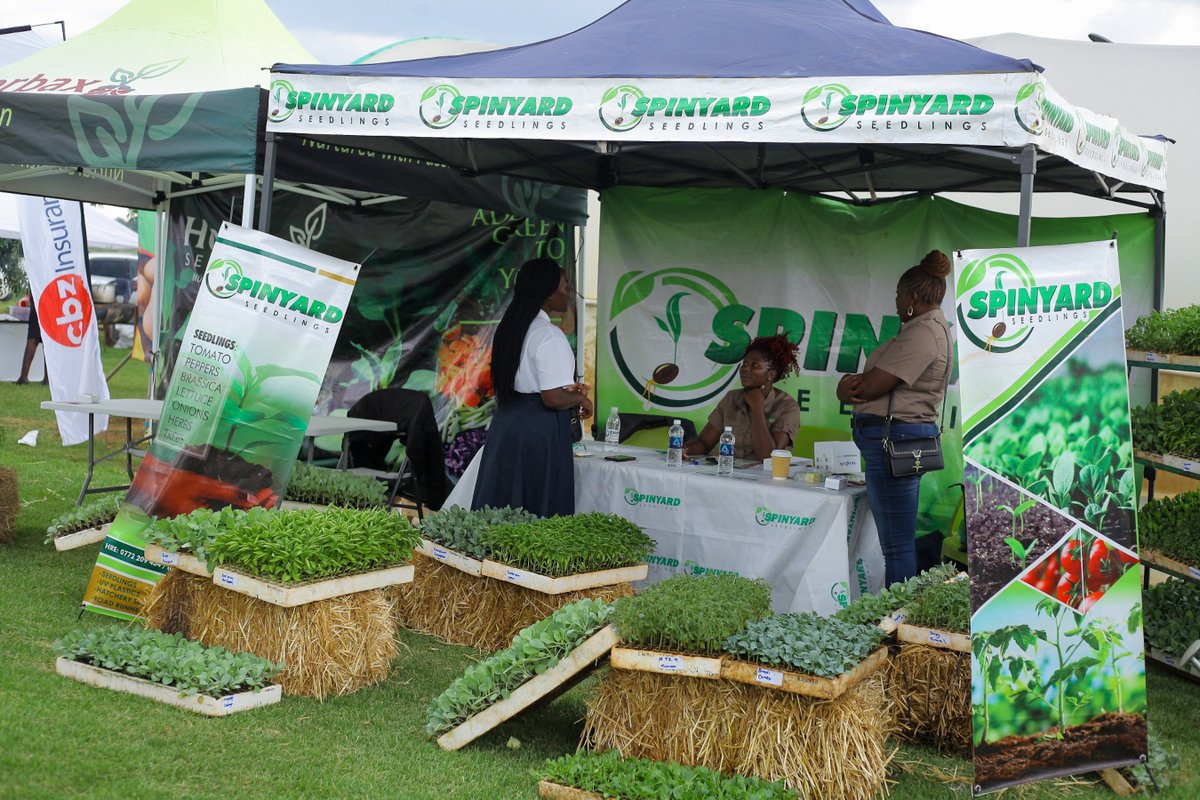 Seed Co Vegetables Zim tweet media