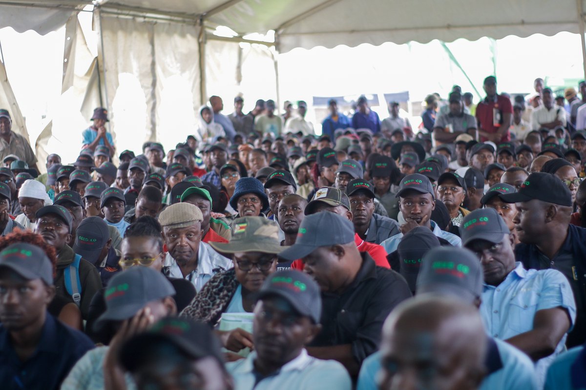 Seed Co Vegetables Zim tweet media