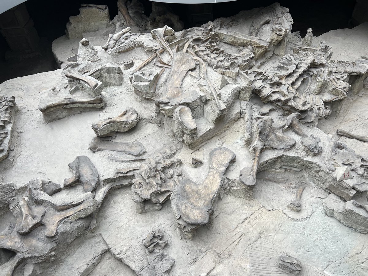 MartinGAbucha's tweet photo. Zigong Dinosaur Museum https://t.co/lNyn9x0GsH