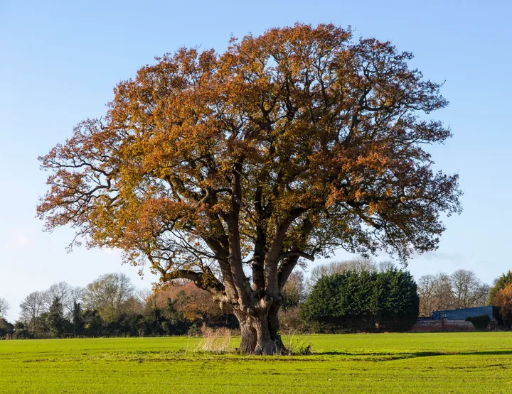 The National Trust warns that the English Oak tree is struggling for multiple reasons worsened by climate change Warmer temperatures and drought are increasing the incidence of acute oak decline and oak processionary moth and reducing sapling survival huffingtonpost.co.uk/entry/iconic-e…