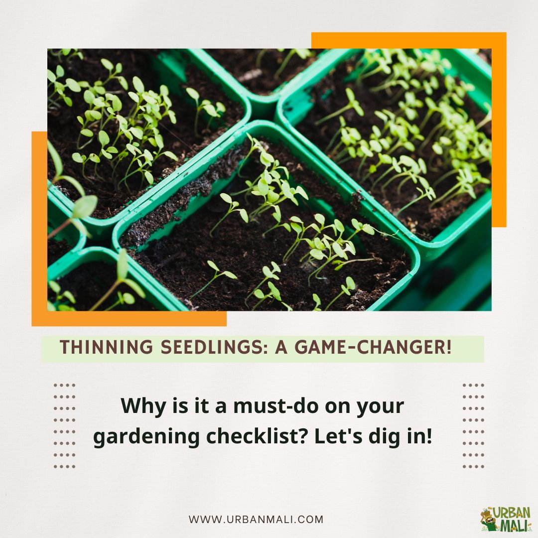 UrbanMali's tweet photo. Hey, green thumbs! 🌼 

Let's talk about a little garden TLC – Thinning Seedlings! 🌱✨ 

#gardentlc #thinning #GardeningTips#GreenThumb  #GreenThumbChronicles #PlantLove #GardenMagic #plantaddict #urbanmali #urbangardening #homegardening #bangaloregardeners https://t.co/Ms0XxMiREg