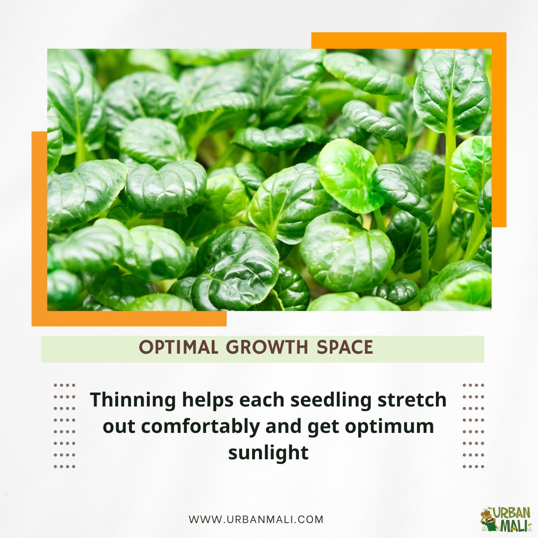 UrbanMali's tweet photo. Hey, green thumbs! 🌼 

Let's talk about a little garden TLC – Thinning Seedlings! 🌱✨ 

#gardentlc #thinning #GardeningTips#GreenThumb  #GreenThumbChronicles #PlantLove #GardenMagic #plantaddict #urbanmali #urbangardening #homegardening #bangaloregardeners https://t.co/Ms0XxMiREg