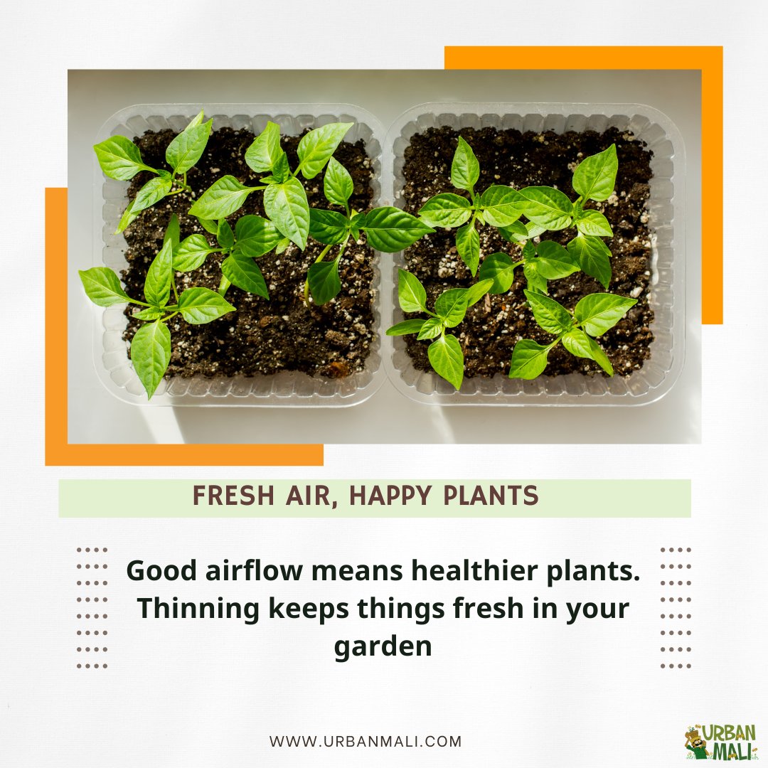 UrbanMali's tweet photo. Hey, green thumbs! 🌼 

Let's talk about a little garden TLC – Thinning Seedlings! 🌱✨ 

#gardentlc #thinning #GardeningTips#GreenThumb  #GreenThumbChronicles #PlantLove #GardenMagic #plantaddict #urbanmali #urbangardening #homegardening #bangaloregardeners https://t.co/Ms0XxMiREg