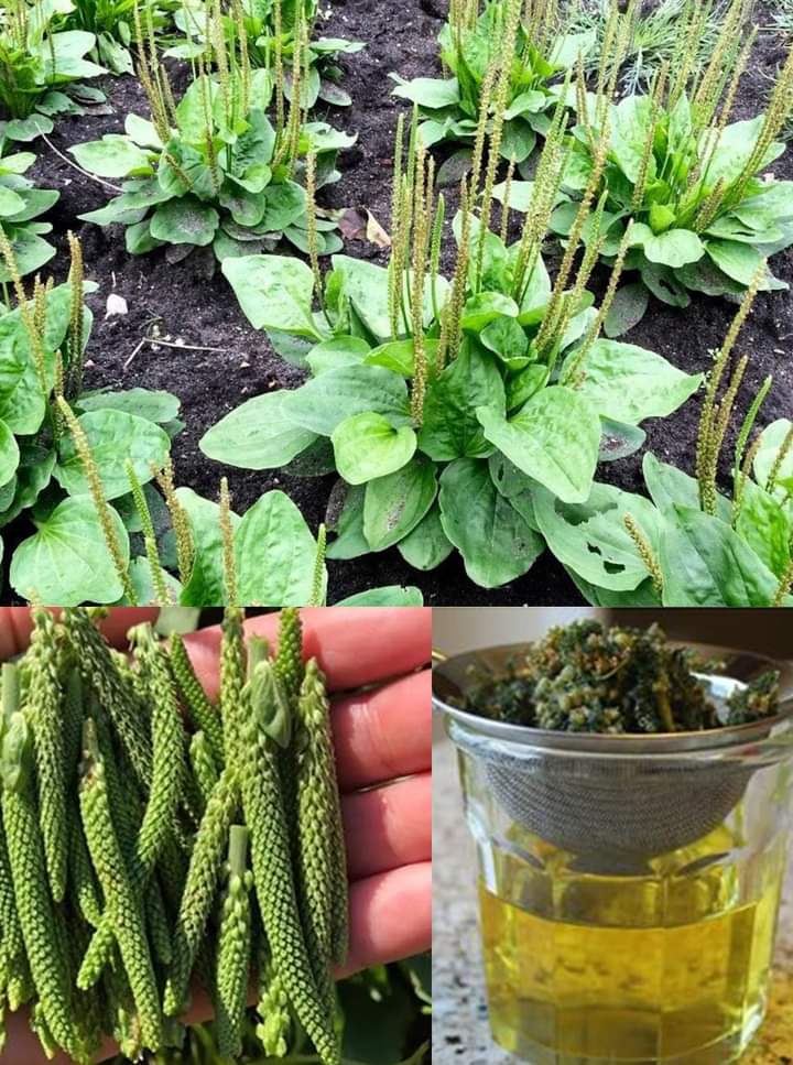 📸 À lire cet article captivant sur les vertus du plantain lancéolé. Découvrez comment cette plante incroyable peut soulager de nombreux maux grâce à ses propriétés anti-inflammatoires, antibactériennes et cicatrisantes.  Cliquez ce lien pour plus d'info!
facebook.com/share/p/mNWXsz…