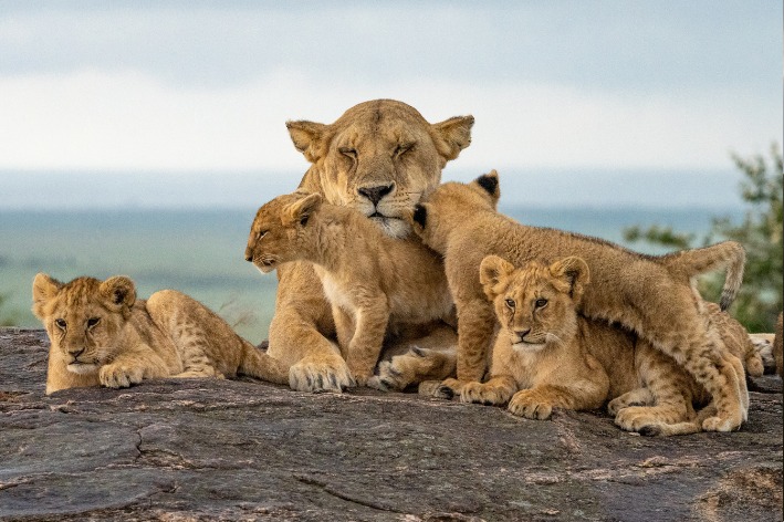 YouthForLions's tweet image. As we wrap up another impactful year, the #YouthForLions team extends heartfelt gratitude to our incredible supporters and partners worldwide. Your dedication to ending captive breeding facilities in SA &amp;amp; advocating for our lions has been the driving force behind our progress.