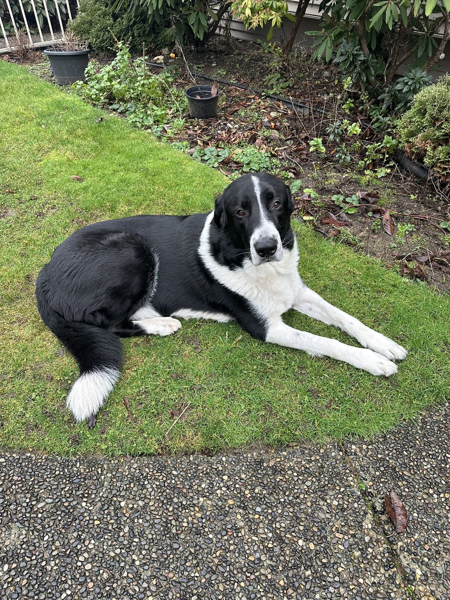 thankdogiamout's tweet photo. LOCAL RE HOMING @thankdogiamout  please meet Max , a stunning Bernese Mountain Dog/Border Collie. Max is 6 years old and about 75+ lbs whose humans , both elderly, are no longer able to care for their big boy. We know he loves kids, other dogs, and is indifferent to cats. He was mistreated in his early life so a harness is all he will tolerate while out on a walk (which he does well) .
He has no bite history and is currently being brought UTD on his core vaccines. He is neutered.
We are assisting with this REhome so please email us first before applying on line to: rescue.tdiao@gmail.com
Max will definitely need a home with a yard, and or a property sorry no downtown /elevators for this guy.
Max is currently in  Vancouver.
Again, if interested PLEASE email us at rescue.tdiao@gmail.com