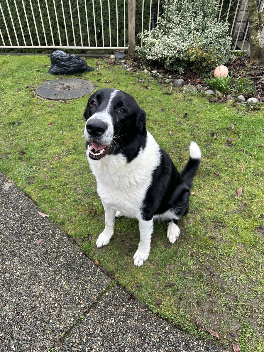 thankdogiamout's tweet photo. LOCAL RE HOMING @thankdogiamout  please meet Max , a stunning Bernese Mountain Dog/Border Collie. Max is 6 years old and about 75+ lbs whose humans , both elderly, are no longer able to care for their big boy. We know he loves kids, other dogs, and is indifferent to cats. He was mistreated in his early life so a harness is all he will tolerate while out on a walk (which he does well) .
He has no bite history and is currently being brought UTD on his core vaccines. He is neutered.
We are assisting with this REhome so please email us first before applying on line to: rescue.tdiao@gmail.com
Max will definitely need a home with a yard, and or a property sorry no downtown /elevators for this guy.
Max is currently in  Vancouver.
Again, if interested PLEASE email us at rescue.tdiao@gmail.com