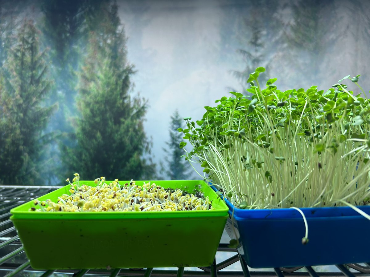 GrowthPrimal's tweet image. Broccoli 
Left side First Day out of Germination 
Right Side Ready For Harvest
#growyourown
#selfsustainability
#microgreens