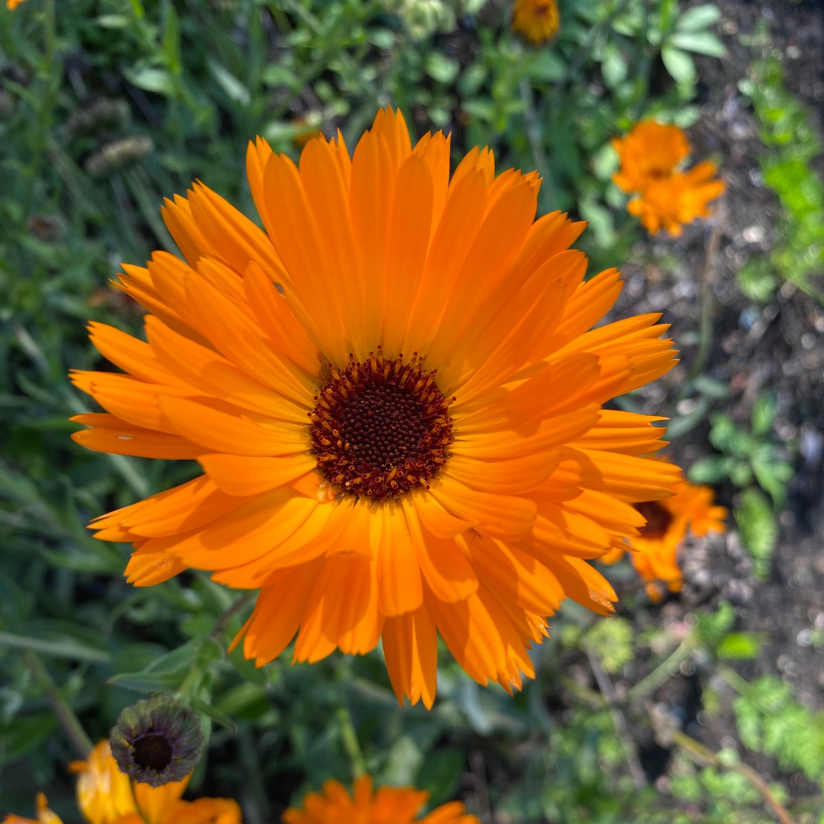If we could see the miracle of
A single flower clearly,
Our whole life would change.
~ Buddha
 
✨🌺✨
#FlowersOnFriday #JoyTrain #NatureBeauty #StarfishClub #ConsciousPlanet #Awareness #innerpeace #WorldPeace #NaturePhotography #FlowerFriday #KindnessMatters #nature 🌻