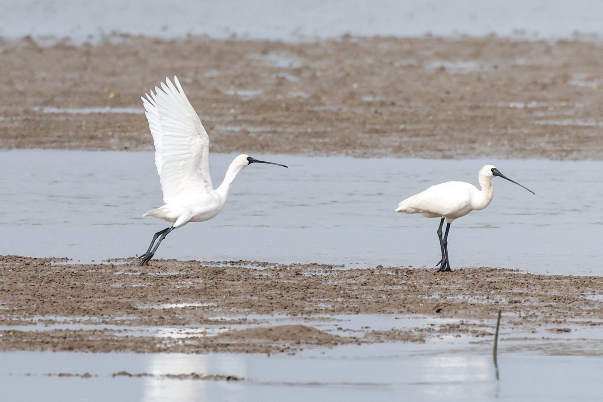 ThisisHainanGov's tweet photo. A flock of black-faced spoonbills are seen at a wetland park in Danzhou, South China's #Hainan province, this week. With Hainan strengthening the protection of wetlands and birds in recent years, the number of black-faced spoonbills wintering here has steadily increased. https://t.co/fcypo9sIEW