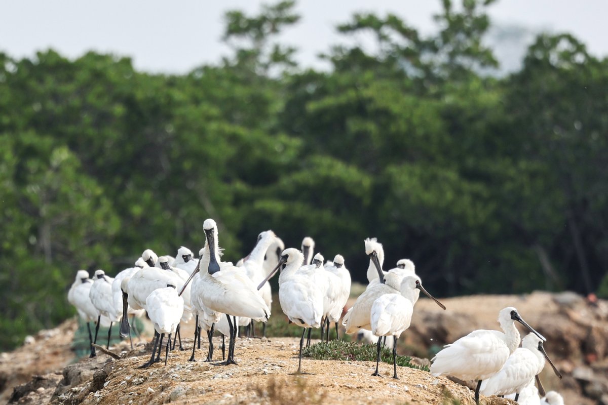ThisisHainanGov's tweet photo. A flock of black-faced spoonbills are seen at a wetland park in Danzhou, South China's #Hainan province, this week. With Hainan strengthening the protection of wetlands and birds in recent years, the number of black-faced spoonbills wintering here has steadily increased. https://t.co/fcypo9sIEW