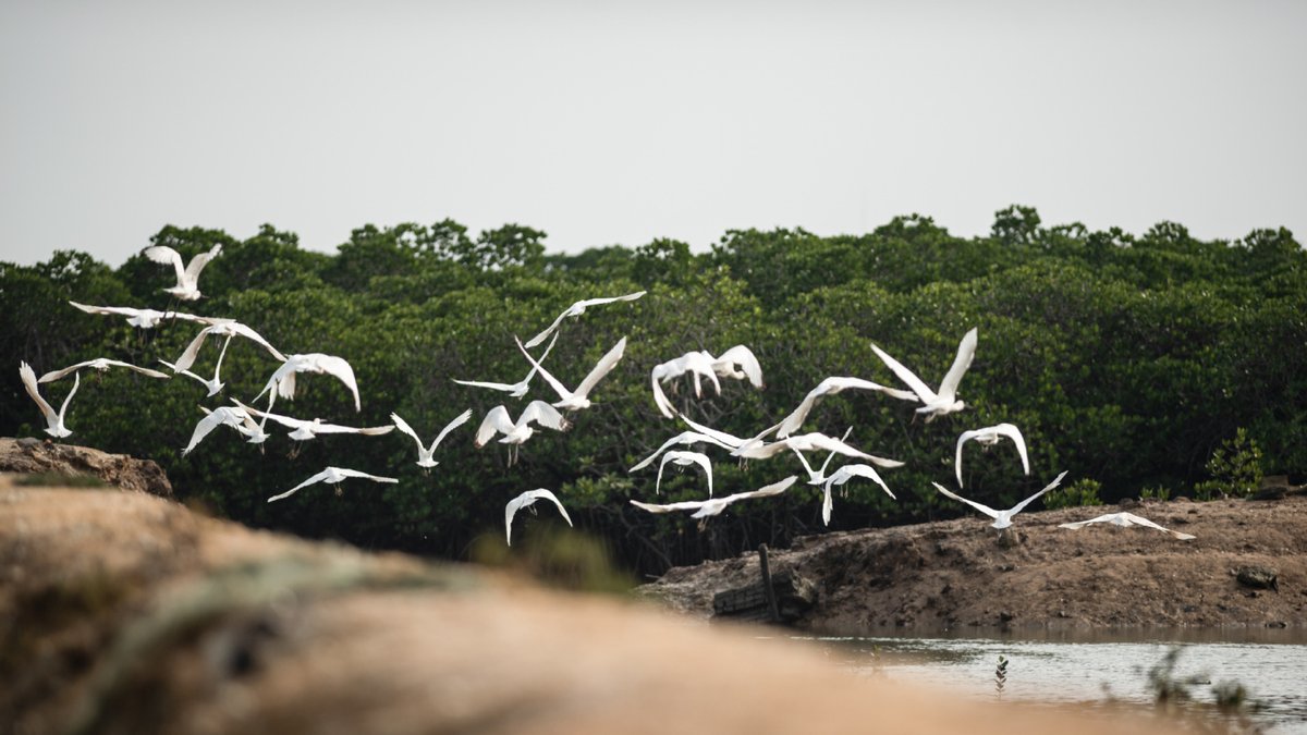 ThisisHainanGov's tweet photo. A flock of black-faced spoonbills are seen at a wetland park in Danzhou, South China's #Hainan province, this week. With Hainan strengthening the protection of wetlands and birds in recent years, the number of black-faced spoonbills wintering here has steadily increased. https://t.co/fcypo9sIEW