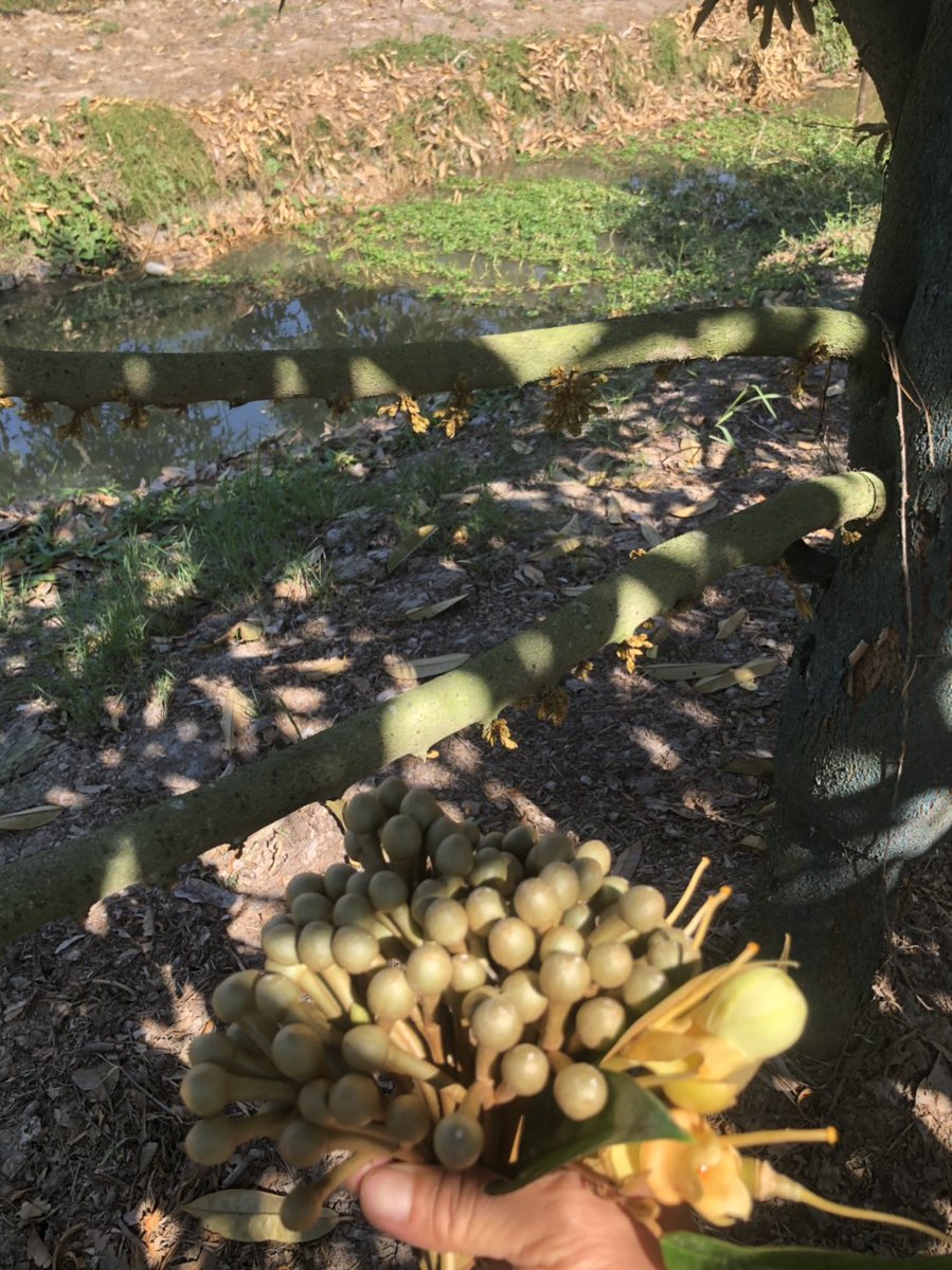 Quay trở lại vườn sầu riêng vào một ngày nắng . 
  Hoa sầu đã ra nhiều hơn , loại bỏ  những hoa không có khả năng phát triển để cho cây có sức khỏe . 
#xxx
#smartagriculture
#tropicalfruits