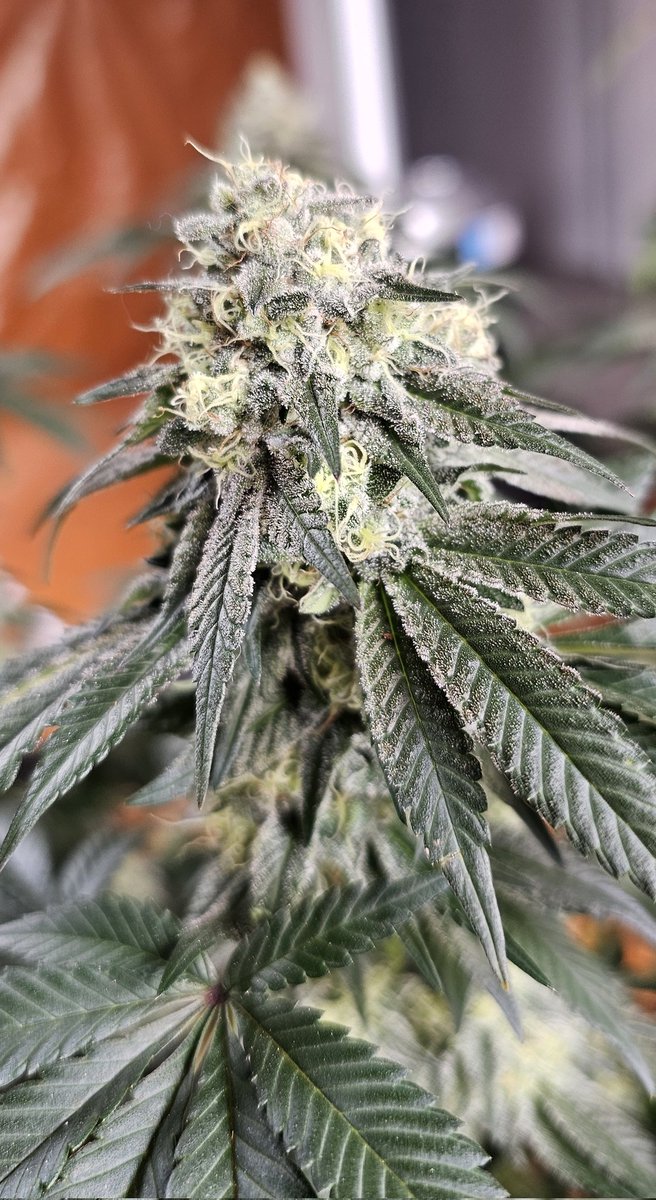 HermitHomestead's tweet photo. This is the other pheno of #AnimalMints Bx1 pheno. Got some sugar cookie sweet smell loaded with some funk. Def be a good hash maker. Beautiful pheno, rock hard nugs. Maybe a lil harder trim job but hey. Cnt wait to go thru the rest. Def have a nice ass rooted extra clone atm. Genetics by @JBeezySJG #seedjunkyseeds #seedjunky #growyourown #fuckthehaters #growyourown #Growmies #oklahomacannabis
