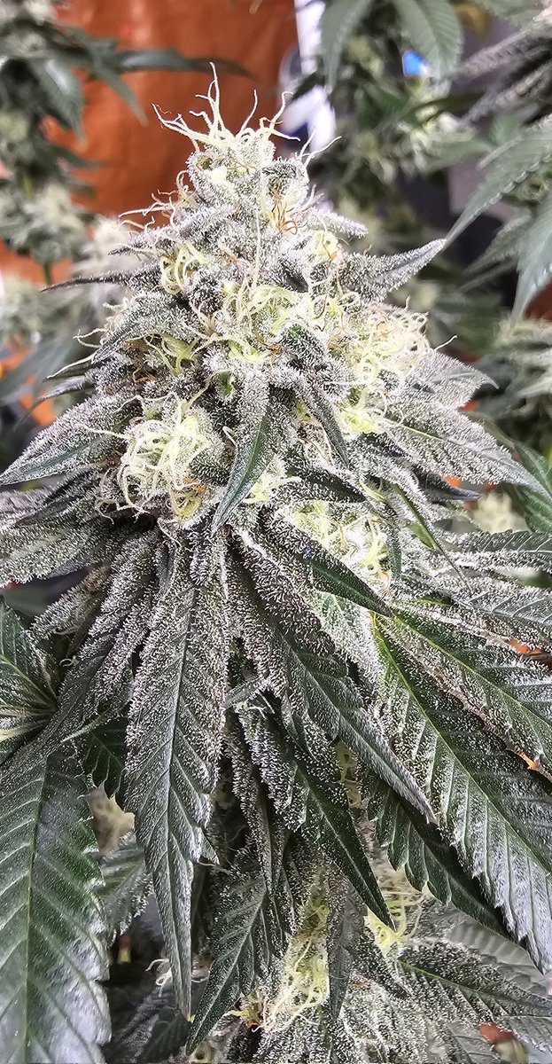 HermitHomestead's tweet photo. This is the other pheno of #AnimalMints Bx1 pheno. Got some sugar cookie sweet smell loaded with some funk. Def be a good hash maker. Beautiful pheno, rock hard nugs. Maybe a lil harder trim job but hey. Cnt wait to go thru the rest. Def have a nice ass rooted extra clone atm. Genetics by @JBeezySJG #seedjunkyseeds #seedjunky #growyourown #fuckthehaters #growyourown #Growmies #oklahomacannabis