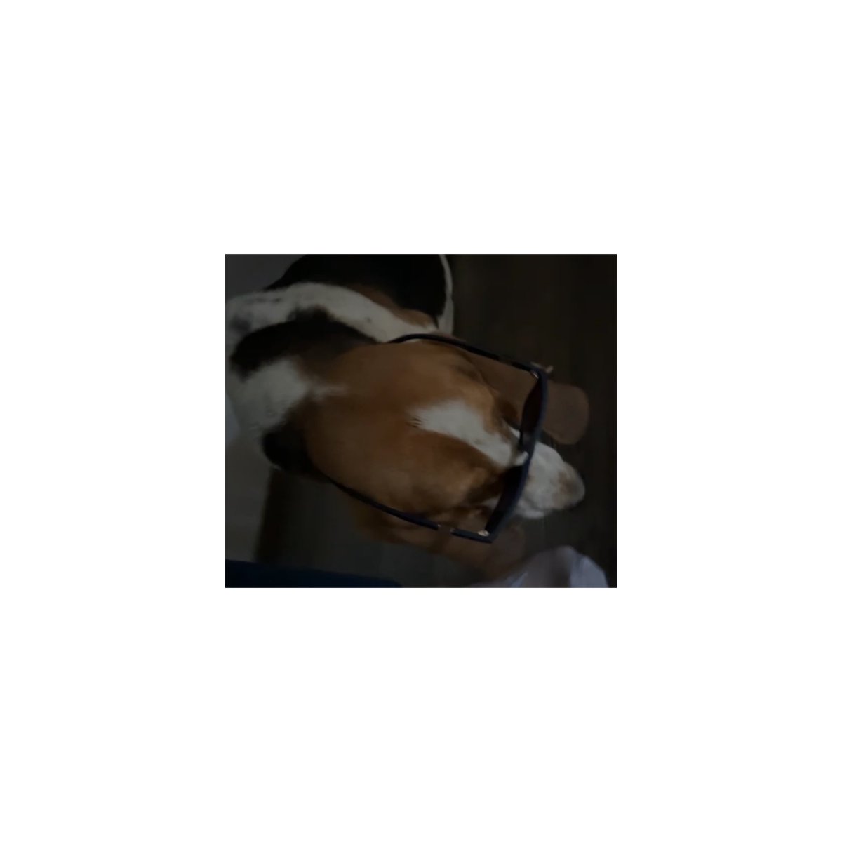 xHe4rt's tweet photo. @babaspizza My dog Betty. The cutest dog ever. https://t.co/EdXcFkINvE