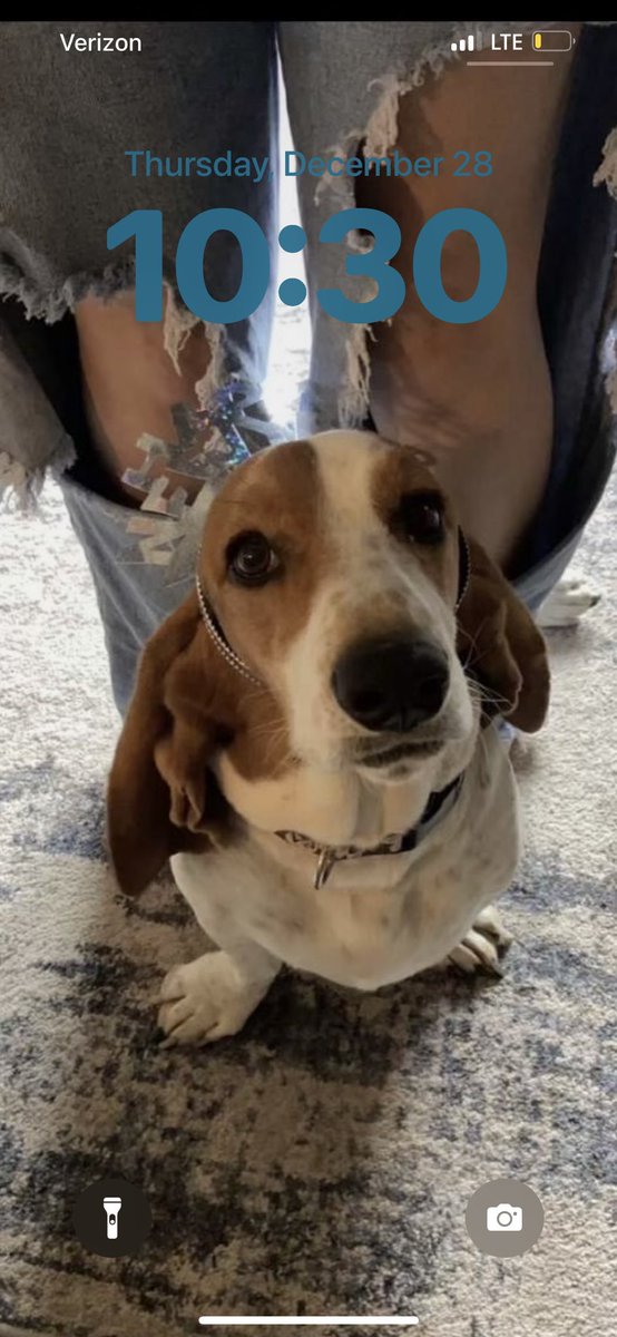 xHe4rt's tweet photo. @babaspizza My dog Betty. The cutest dog ever. https://t.co/EdXcFkINvE