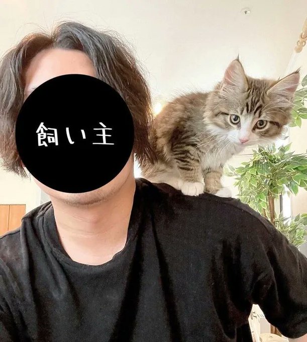 「生後2カ月→生後20カ月」の猫の写真を比較 想像以上の変化に飼い主も驚き!|ねこのきもちWEB MAGAZINE 